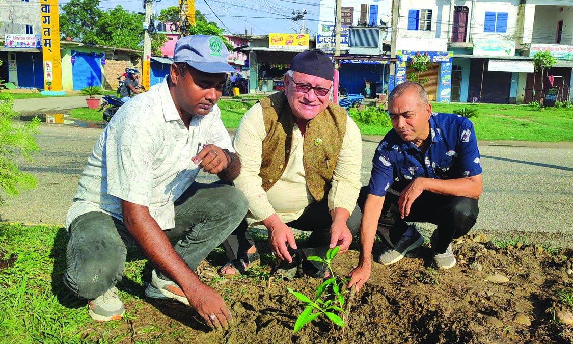 लुम्बिनी सरकारको ‘हरित सडक’ अभियान, कोहलपुरमा रोपिए ८ सय ५६ विरुवा