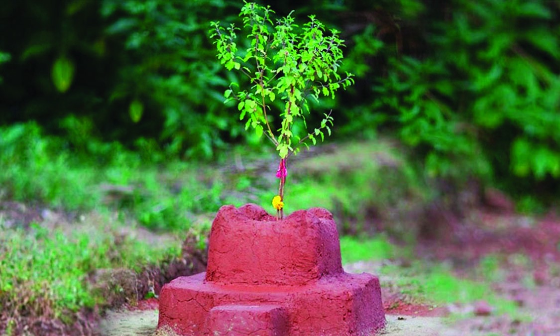 आज हरिशयनी एकादशी, घरघरमा तुलसीको बिरुवा सारिदैं