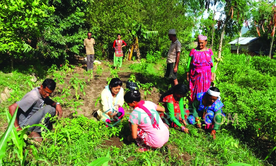 बाँकेमा व्यावसायिक तरकारी प्रर्वद्धन गर्दै केन्द्र, छानिए दुई पालिका