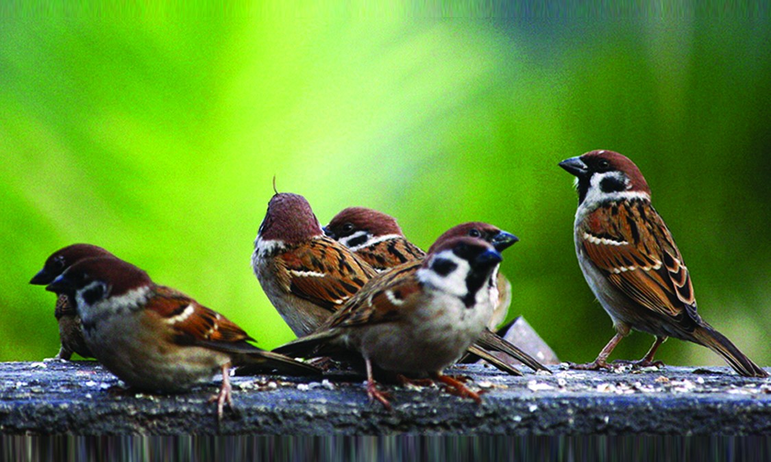 कता हराए चिरबिर गर्ने भँगेरा ?