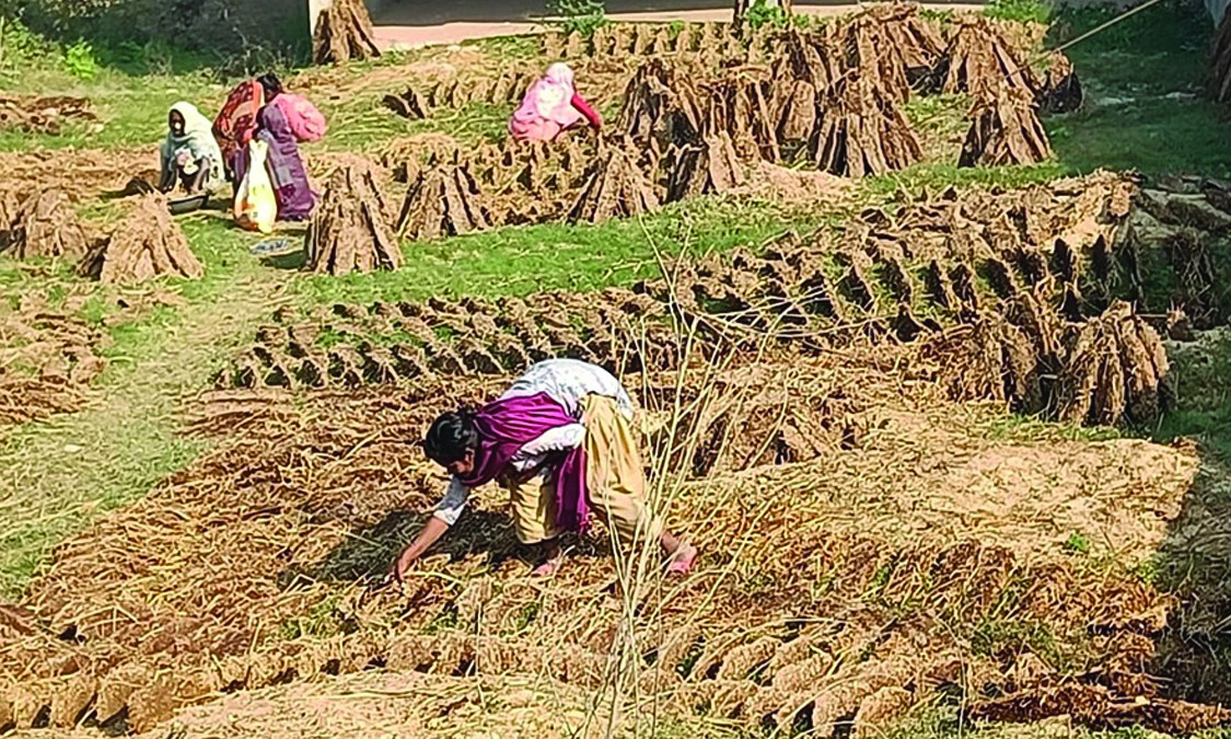 बाँकेका ग्रामीण जनता : खाना पकाउन अझैँ गुइँठाकै भर