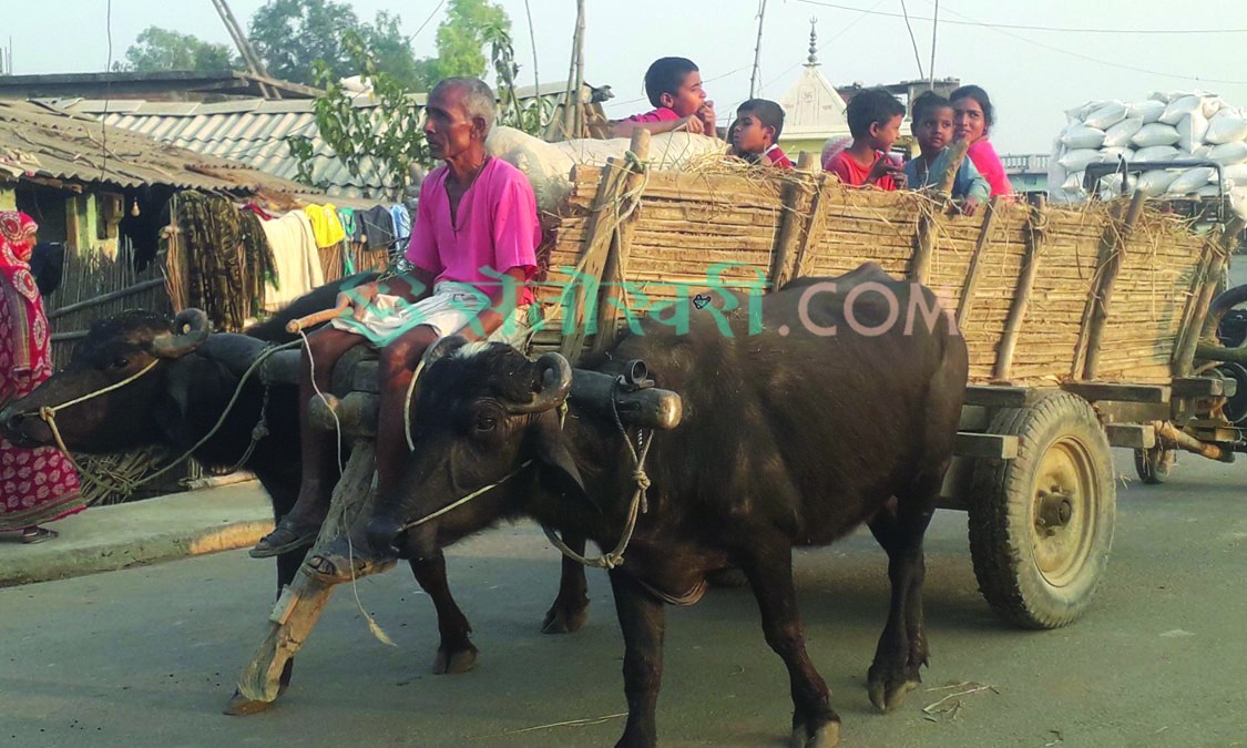 किसानका हरपलको साथी ‘गोरुगाडा’ : खेत, अस्पताल हुँदै विहेमा प्रयोग