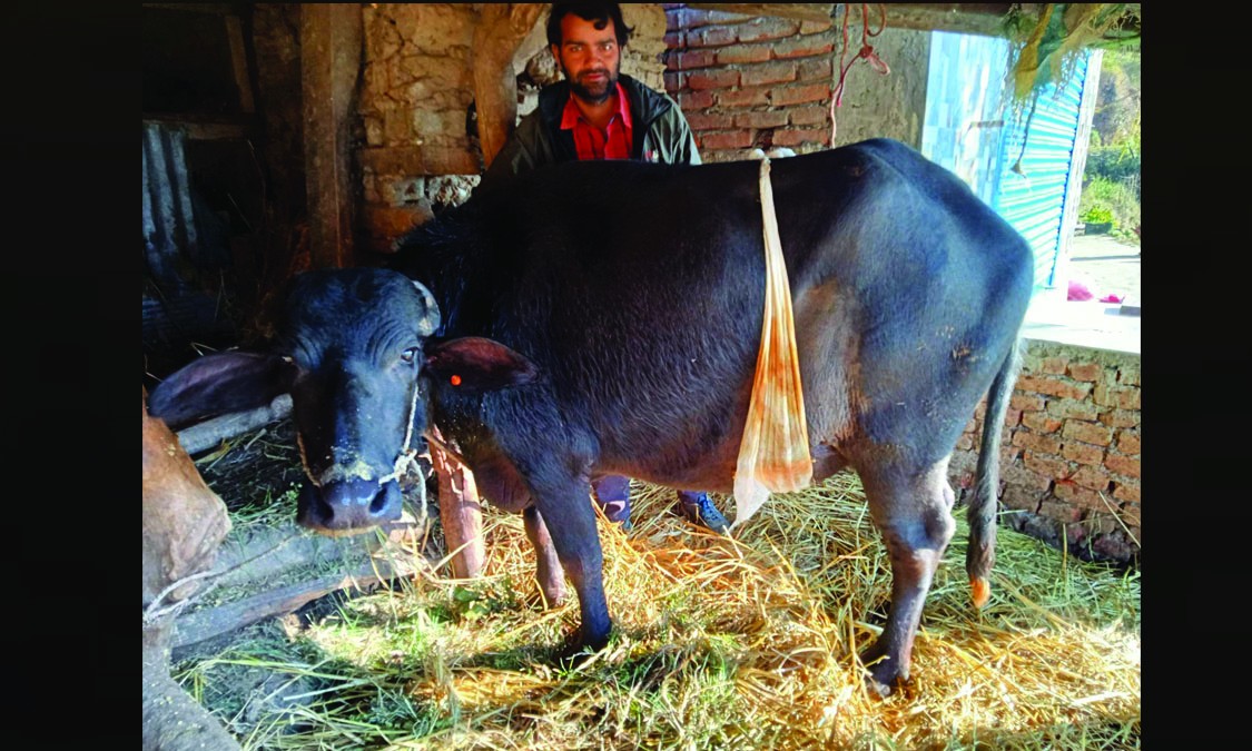 पेटभित्रै पाडो मरेपछि शल्यक्रिया गरेर गराइयो भैंसीलाई सुत्केरी