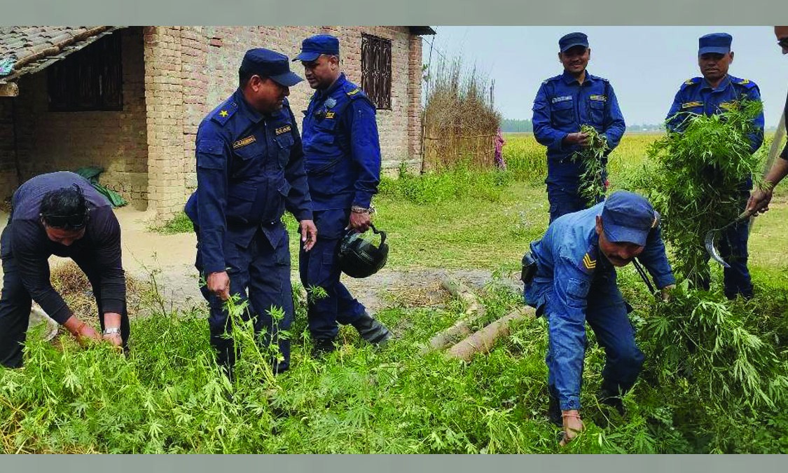 सरकारले गाँजाको व्यावसायिक खेती प्रवर्द्धन गर्ने