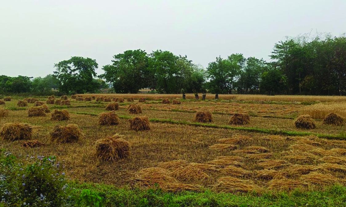 बेमौसमी वर्षाले गहुँबालीमा क्षति