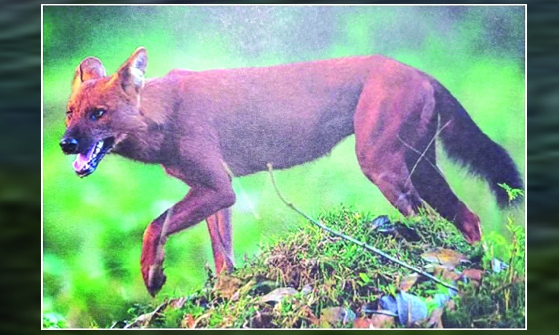 लोप हुँदै वन कुकुर