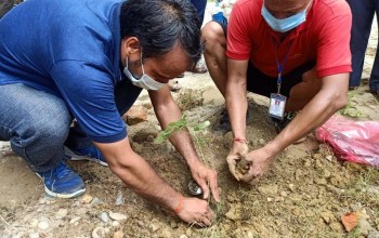 बिद्युत प्राधिकरणको वार्षिकोत्सवमा सरसफाइ तथा वृक्षारोपन