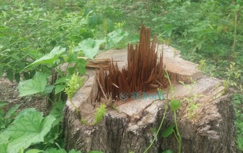 वन विनास गर्ने वन हाकिमलाई कारवाहीका लागि सिफारिस