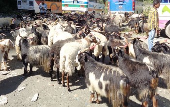 दशैंका लागि दार्चुलाबाट च्याङ्ग्रा काठमाडौं लगिदैं