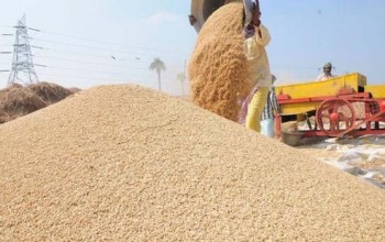 दाङका किसानले धानको उचित मूल्य पाउन सकेनन्