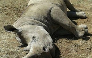 गैँडाको माउ र बच्चा मृत फेला