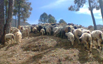 बेँसी झार्न थालियो रुकुमका भेडी गोठ