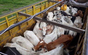 प्रहरी प्रशासनको मिलोमतोमा सिन्धुलीबाट दिनहुँ हजारौं गाई गोरु भारततर्फ अबैध तस्करी