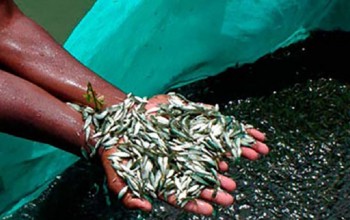 ७५ बिघामा माछा पोखरी बनाइँदै, माछा विकासका लागि रु दुई करोड ८० लाख विनियोजन