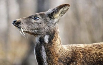 ब्यवसायीकरुपमा कस्तूरीको प्रजनन केन्द्र स्थापना