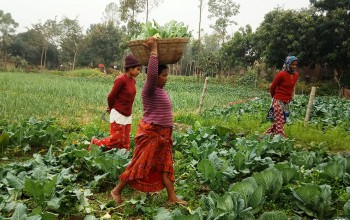 रहरले गरेको तरकारी खेतीले गाउँको मुहार नै फेरिदियो