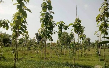बाँकेमा निजी वनप्रति आकर्षण बढ्दो