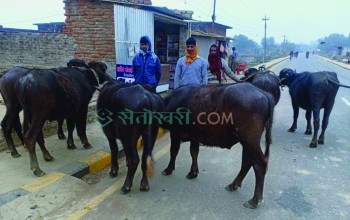 ‘तस्करी’ नियन्त्रणमा बाँकेका सिडियो र एसपी