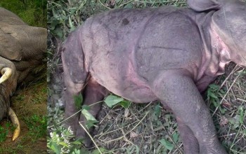 हात्ती र गैँडाको बच्चा मरे