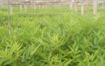 रोग प्रतिरोधात्मक प्रजातिको जडीबुटी उत्पादन गर्न नर्सरी स्थापना