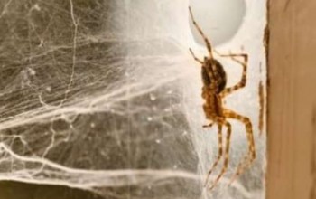 डोटीका सबै सरकारी कार्यालयमा उजूरीपेटिकामा माकुराको जालो र बारुलाको गोलो