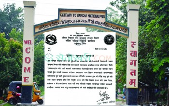 बाघले झम्टेर लगेको नन्दकलाको शव १६ घण्टा पछि फेला पर्यो