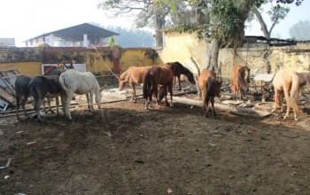 भन्सार छलि ल्याइएका घोडा खच्चड भन्सार कार्यालय बुझाइयो