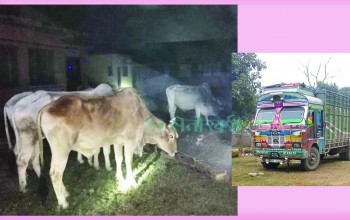 गोरु तस्करीका लागि बाँके सहज