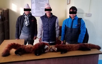 रेड पाण्डाको छालासहित ३ जना पक्राउ