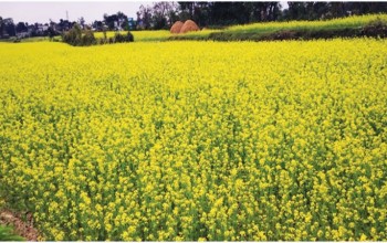 चितवनमा तोरी उत्पादन बढ्यो