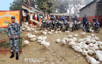 सशस्त्रका प्रहरी निरीक्षक हिमालले पाँच क्विन्टल अबैध ब्रोइलर कुखुरासहित ७ जनालाई नियन्त्रणमा लिए