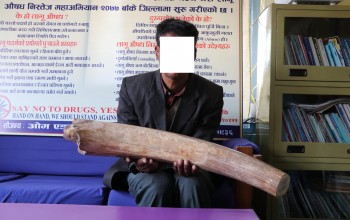 तिलकपुरबाट १० किलो हात्तिको दाँत सहित थारु पक्राउ