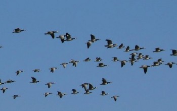बारेकोटमा भेटिए ८८ प्रजातिका चरा