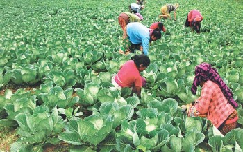 तरकारी र फलफूलमा विषादीको प्रयोग बढ्दो