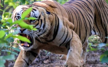 गोठालो गएका झुठारीलाई बाघले खायो