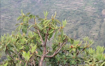 फुलेन लालीगुराँस, फलेनन् चुत्रो र ऐँसेलु