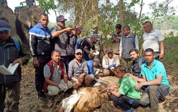 बर्दियाको खाता जैविक मार्गबाट अर्को पाटेबाघ नियन्त्रणमा लिइयो