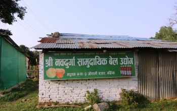 कोभिड–१९ का कारण बर्दियामा वेलको जुस उत्पादन घट्यो