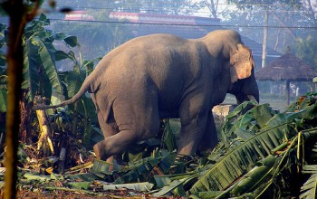 ‘मर्निङ वाक’ मा निस्केका थारुलाई हात्तीले मार्‍यो