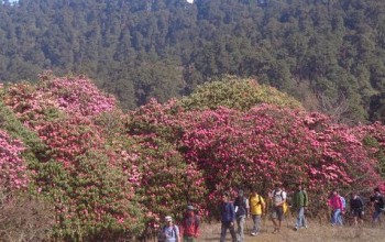 गुराँसको जङ्गलभित्र घोडा र साइकल मार्ग