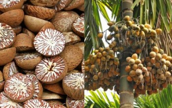 ‘सुपारी जोन’ कार्यक्रममार्फत किसानलाई राहत, पाँचवटा गोदाम घर निर्माण