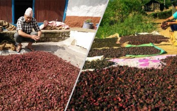 ताप्लेजुङमा अलैँचीबाट एक अर्ब ३५ करोड आम्दानी