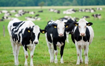 २० करोडको लगानीमा एकल गाईफार्म सञ्चालन, दैनिक ७०० लिटर दूध उत्पादन
