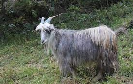 पोखरामा च्याङ्ग्राको भाउ बढेपछि खसीबोकाको माग बढ्यो
