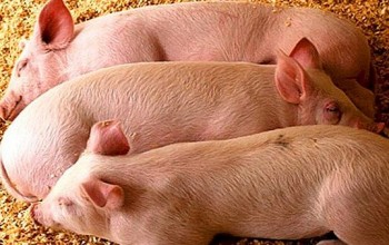 गाउँगाउँ पुगेर बङ्गुरपालनको व्यावसायिक प्रशिक्षण