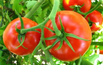 व्यवसायिक कृषक गङ्गाबहादुरको मेहेनतको कथा