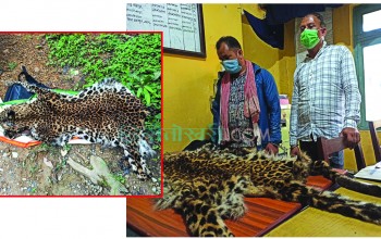 प्रहरीको आरटीआई टोलीद्वारा चितुवाको छालासहित २ जना पक्राउ