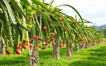 किसानलाई प्रेरित गर्न गाउँपालिकाद्वारा ड्रागन खेती