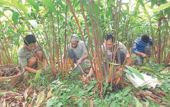 अलैँचीको बजार मूल्यमा उत्साह