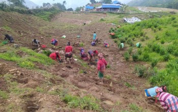 पर्वतको फलामखानीमा अर्गानिक चिया उत्पादन शुरु